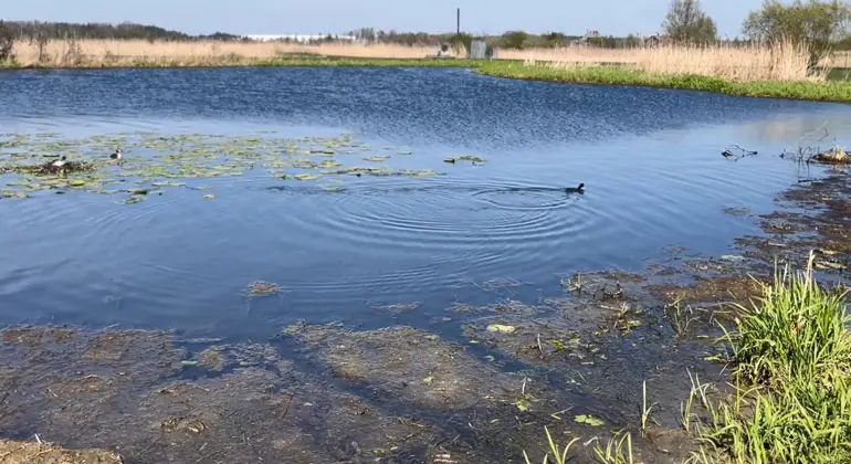 En and som simmar i en damm