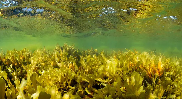 Bilden tagen under ytan visar havsvatten med hög status. Siktdjupet är över åtta meter och algvegetationen är opåverkad eller obetydligt påverkad. Blåstång finns i täta bälten ner till tre fyra meter. 