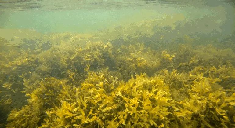 Bilden tagen under ytan visar havsvatten med god status status. Siktdjup sex till åtta meter, algvegetationen är något påverkad. Blåstång växer i bälten ner till två tre meters djup med viss påväxt av fintrådiga alger.