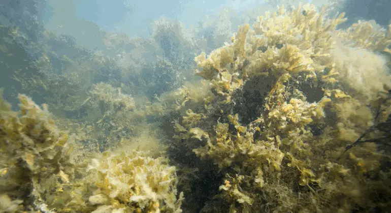 Bilen tagen under ytan visar havsvatten med måttlig status. Siktdjupet är fyra till sex meter. Algvegetationen är tydligt påverkad. Blåstång finns i glesa bestånd ner till två tre meters djup med kraftig påväxt av fintrådiga alger. Grönalger dominerar i ytan och ner till några meters djup.