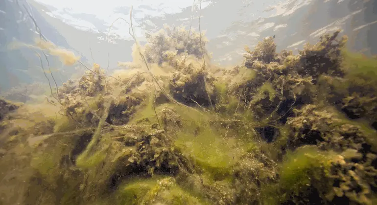 Bilden tagen under ytan visar havsvatten med otillfredställande status med ett siktdjup på två till fyra meter. Algvegetationen är kraftigt påverkad. Blåstång finns i glesa bestånd där vattnet är grunt. Fintrådiga alger är vanligt förekommande. 