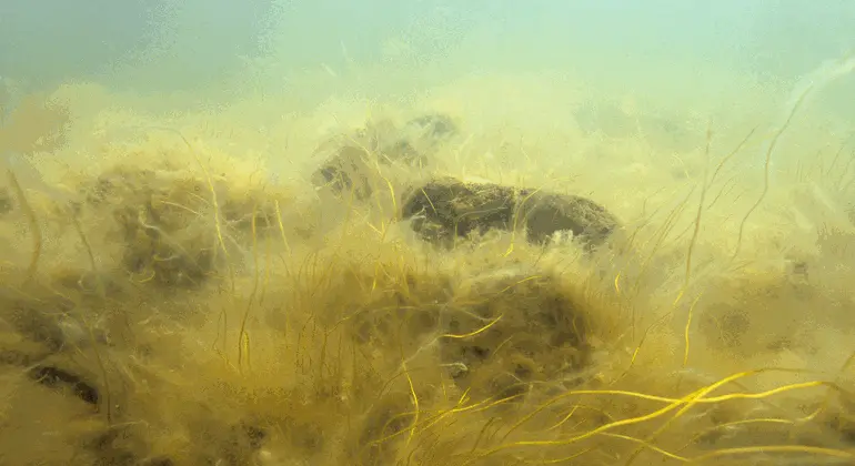 Bilden tagen under ytan visar havsvatten med dålig status. Siktdjupet är max två meter. Algvegetationen är kraftigt påverkad. Blåstång saknas helt eller förekommer undantagsvis. Fintrådiga alger är vanliga. 
